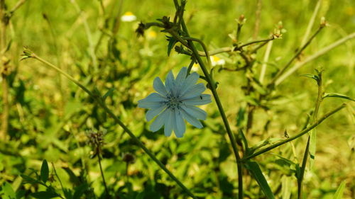 Close-up of flowering plant on field