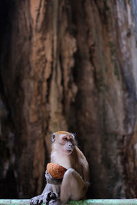 Close-up of monkey sitting on tree trunk