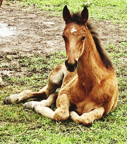 Horse in a field