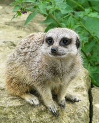 Portrait of meerkat sitting on field