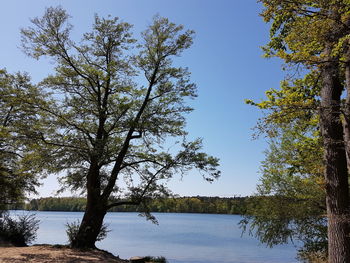 Tree by lake against clear sky