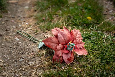 High angle view of flowering plant on land