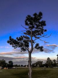 Tree on field against sky