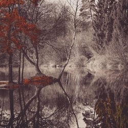 Close-up of giraffe against trees