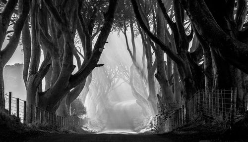 Dirt road along trees in forest