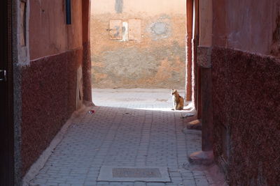 Cat by wall at alley