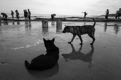 People at beach against sky