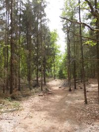 Dirt road passing through forest