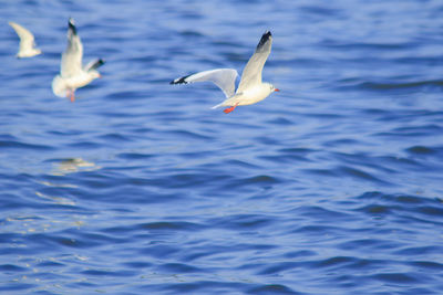 Seagulls flying over sea