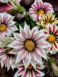 High angle view of flowers blooming outdoors