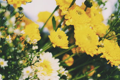 Close-up of yellow flowers