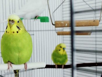 Close-up of parrot perching in cage