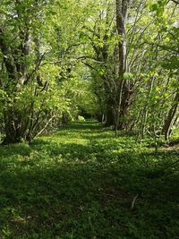 Close-up of grass and trees