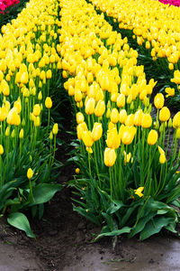 Close-up of yellow flowering plants on field