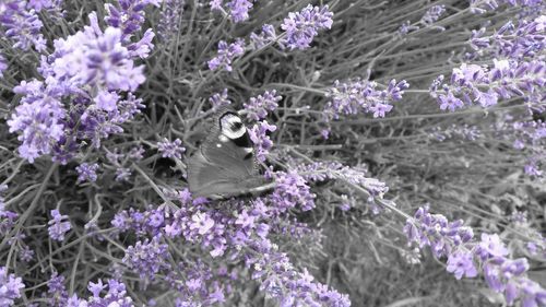 Close-up of butterfly perching on purple flowers