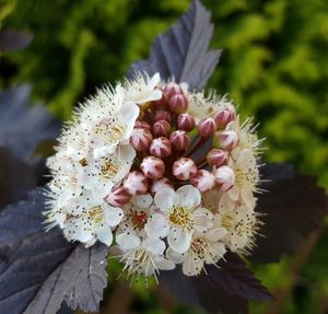 Close-up of white flowers