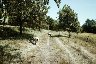 Sheep on field against sky