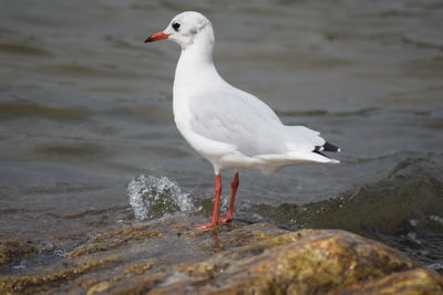 Seagull perching on rock in sea