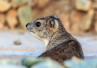 Close-up of hyrax