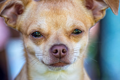 Close-up portrait of dog