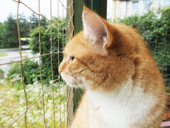 Close-up of cat looking away