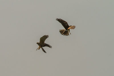Low angle view of eagle flying in sky