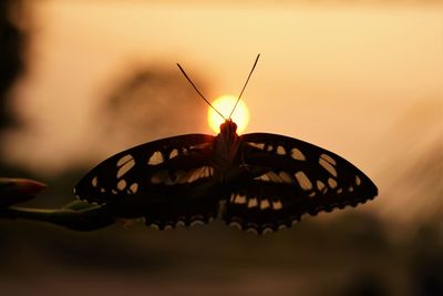 Creative photography of butterfly by shooting under orange sunset