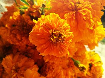 Close-up of bee on marigold