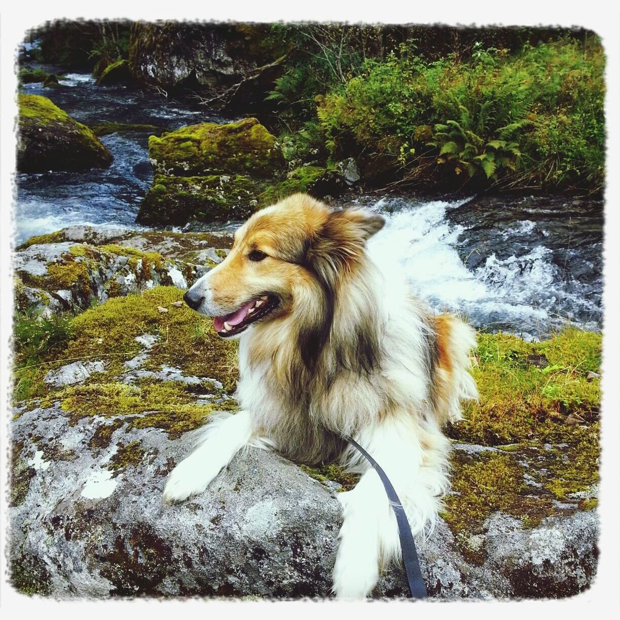 animal themes, water, dog, one animal, pets, mammal, domestic animals, transfer print, rock - object, nature, auto post production filter, high angle view, lake, river, full length, day, outdoors, no people, waterfront, motion