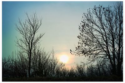 Silhouette of trees on field against sky at sunset