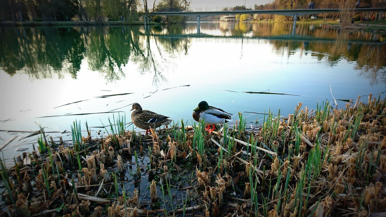 BIRDS PERCHING ON LAKE