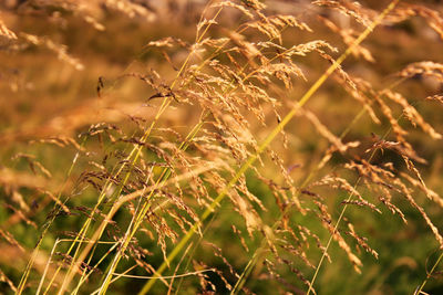 Close-up of fresh plants