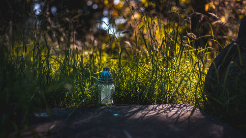 Plants in grass