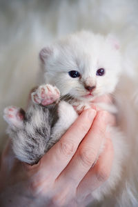 Close-up of hand holding kitten