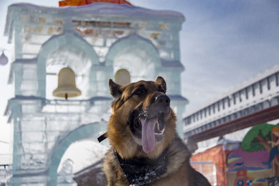 Low angle view of dog against sky