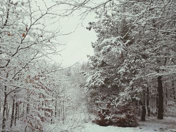 Snow covered bare trees in forest