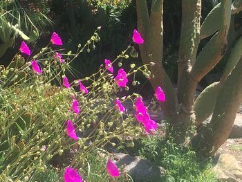 Close-up of pink flowers