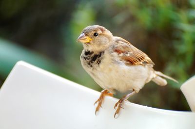 Sparrow perching on chair