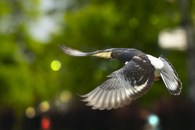 Close-up of bird flying against blurred background