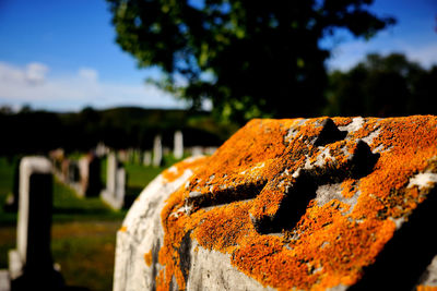 Top of a tombstone covered with orange moss in the fall