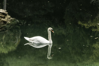 Swan swimming in lake