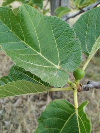 Close-up of green leaf