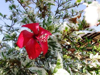 Close-up of red hibiscus flower