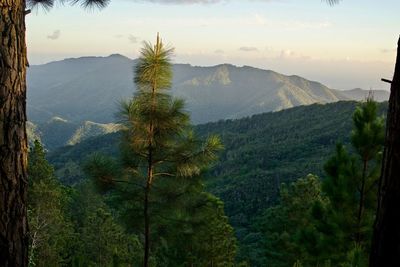 Trees in a mountain