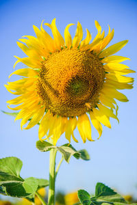 Close-up of sunflower blooming against sky