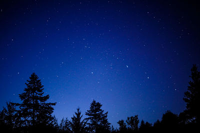 Trees against star field at night