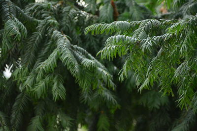 Close-up of pine tree