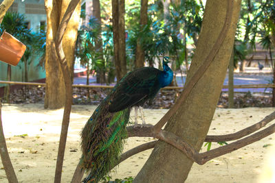 Birds perching on tree