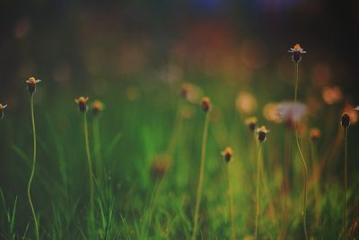 Close-up of flowering plants on field