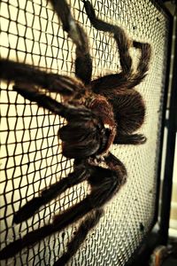 Close-up of chainlink fence